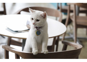 Кошки спасли ресторан от банкротства