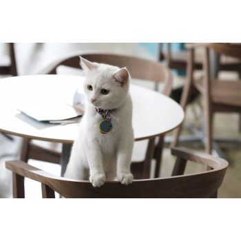 Кошки спасли ресторан от банкротства